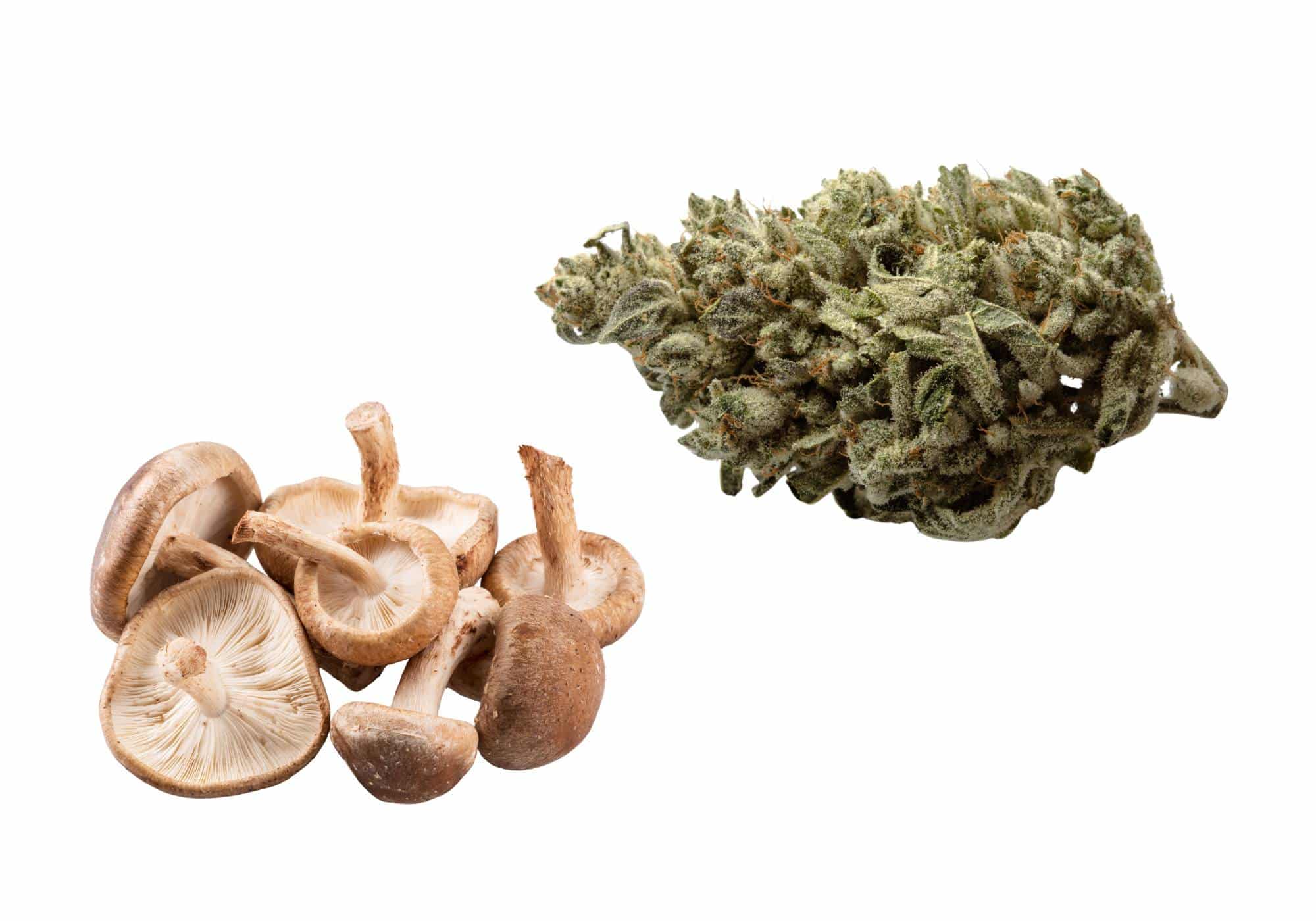 mushroom vape reddit Nikotinfreie ELFA Pods und Einweg Vapes main image 0